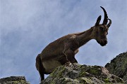 Al Lago Rotondo di Trona e sul Pizzo Paradiso, solo in compagnia degli stambecchi l’8 luglio 2019- FOTOGALLERY